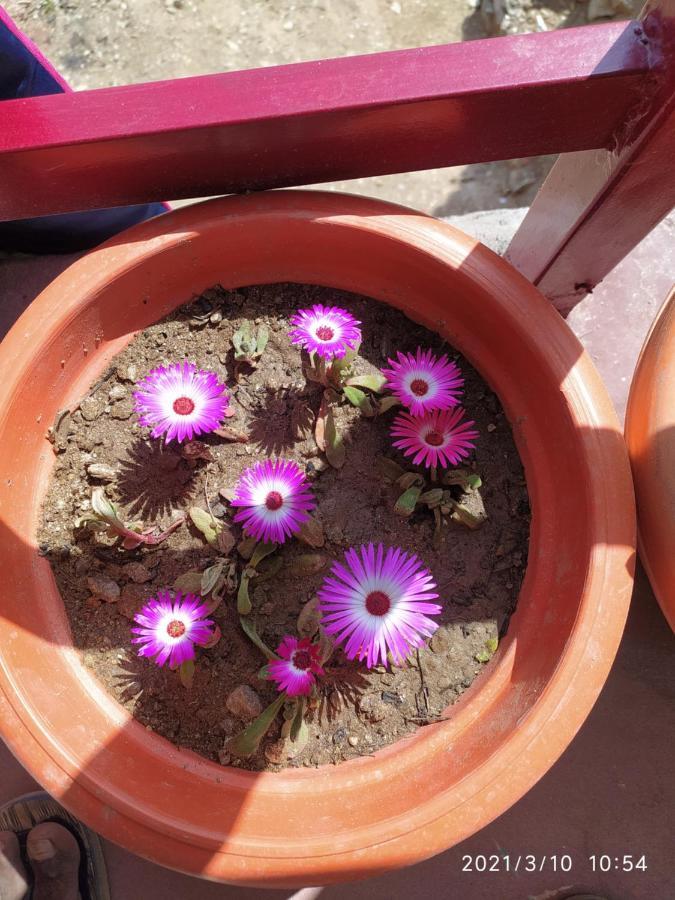 Mangalmurti Himalyan Homestay Hawalbagh Zewnętrze zdjęcie